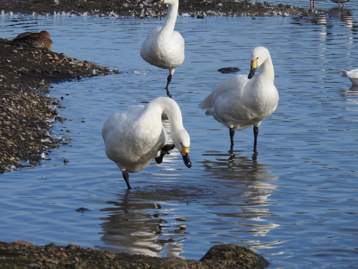 Two Bewick's swans on a lake